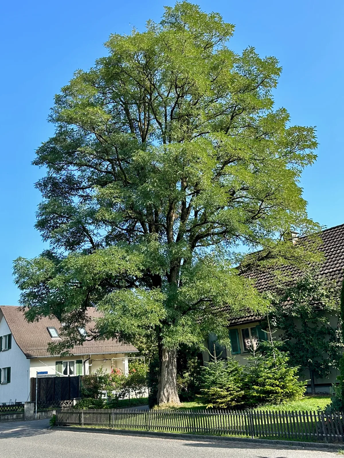 Ein Baum steht in einem Garten eines Einfamilienhauses.